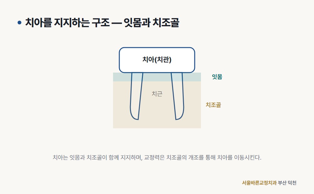 치아·잇몸·치조골 구조 도해